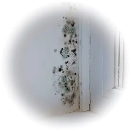 Loss Adjuster 7 MOLD